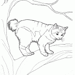Bobtail giapponese