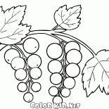 Ribes