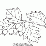 Biancospino