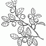 Mirtilli