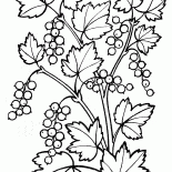 Pianta di ribes
