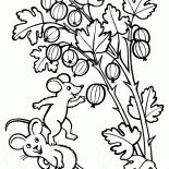Uva spina