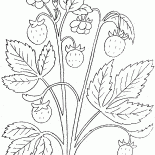 fragola