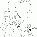 Fragole