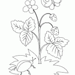 Fragola selvatica