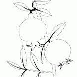 Ramo di melograno