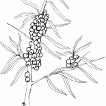Olivello spinoso