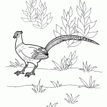 Fagiano