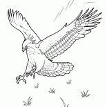 Aquila