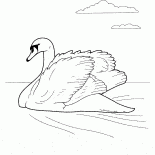 Cigno