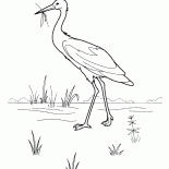 Cicogna