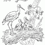 Cicogne e pulcini