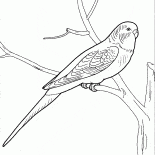 Talker Parrot