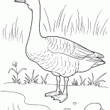 Oca
