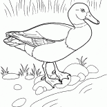 Anatra