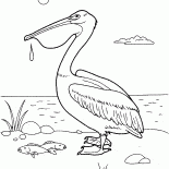 Pellicano