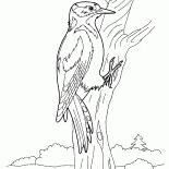 Picchio
