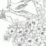 Cardellino orientale