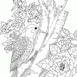 Picchio nella foresta