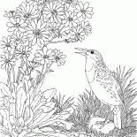 Skylark Eurasian