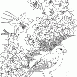Farina davena