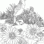 Skylark sulla caccia