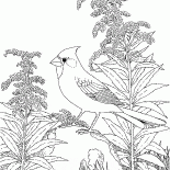 Il Cardinale