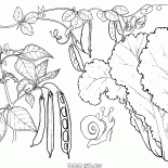 Lattuga, piselli e fagioli