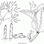 Asparagi e rabarbaro