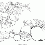 Pomodoro