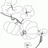 La crescita iniziale di zucca