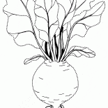 Barbabietola classico