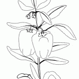 Peperone