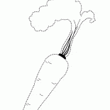 Carota