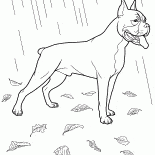 Pugile