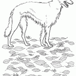 Russian-Borzoi