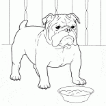 Bulldog francese