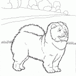Chow chow
