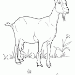 Capra sul prato