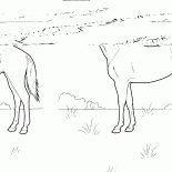 Cavallo sul prato
