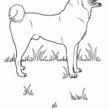Cane sul prato