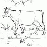 Mucca su una passeggiata