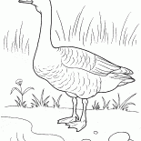 Goose sulla riva