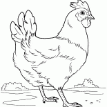 Hen sul prato
