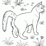 Gatto nel giardino