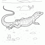 Varan sulla caccia