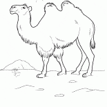Cammello
