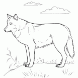 Predator sulla caccia