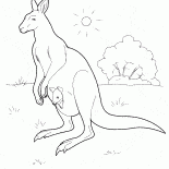 Canguro in Australia