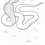 Cobra in azione